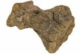 Hadrosaur (Edmontosaurus) Metatarsal - Wyoming #233810-2